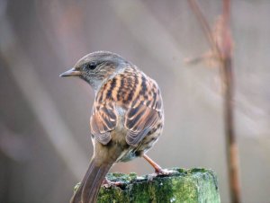 Dunnock