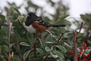 Spotted Towhee