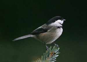 Black-capped Chickadee