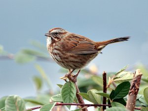 Song Sparrow