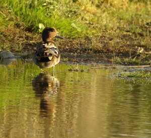 Teal at sunset