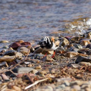 Ruddy turnstone