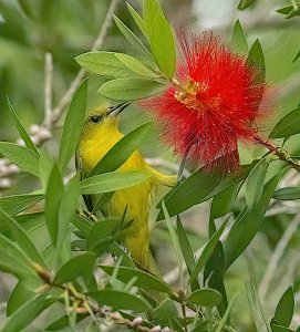 Orchard Oriole, female