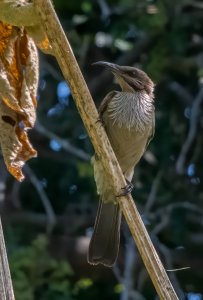 New Calidonian Friarbird 3939.jpg