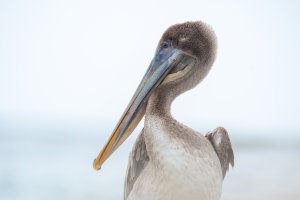 Brown pelican