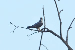 Lanner Falcon