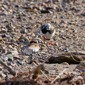 Ruddy turnstone