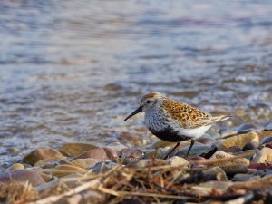 Dunlin