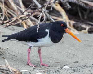 South Island Pied Oystercatcher