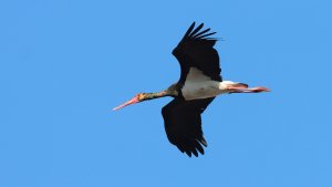 black stork