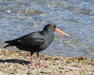 Variable Oystercatcher