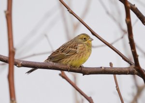 Yellowhammer