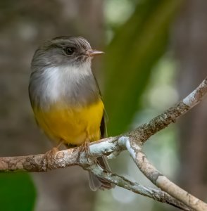 Yellow bellied Robin 3529.jpg