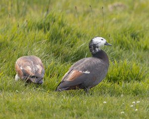 Paradise Shelduck (m)