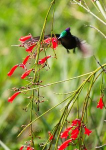 Antillean Crested Hummingbird P1280559.jpg