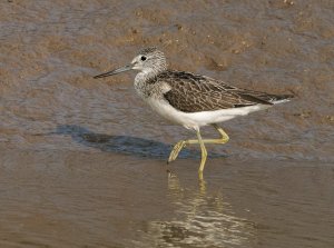 Greenshank01.jpeg