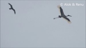 Black necked Stork : inflight : Amazing Wildlife of India by Renu Tewari and Alok Tewari