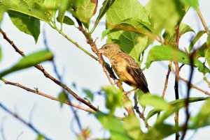 Chestnut & Black Weaver Female