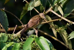 Little Greenbul