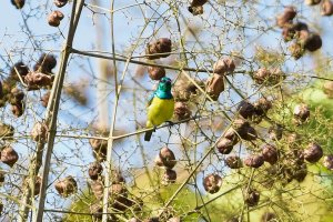 Collared Sunbird