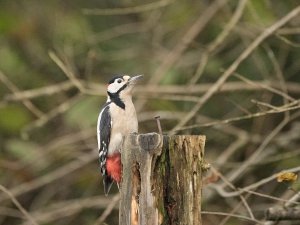 Great Spotted Woodpecker(a couple of more taps and it's in)