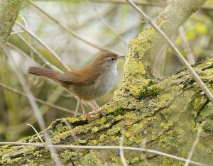 Cetti'sWarbler01.jpg