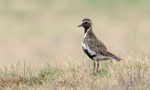 European Golden Plover