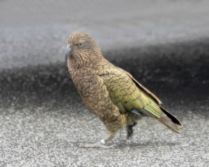 Kea