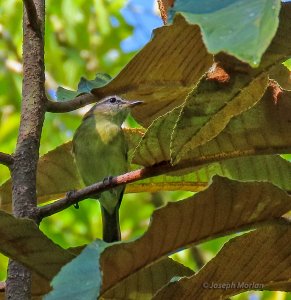 Island Leaf Warbler