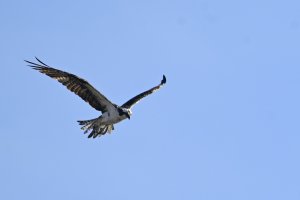 Osprey overhead