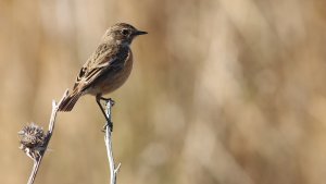 stonechat