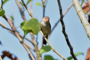 Orange Cheeked Waxbill