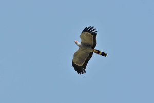 African Harrier Hawk