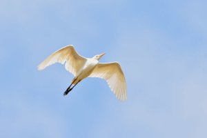 Western Cattle Egret