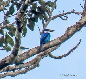 Lazuli Kingfisher