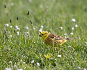 Yellowhammer