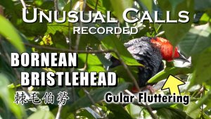 UNUSUAL Calls of Bornean Bristlehead Recorded