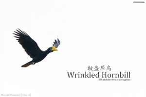 Wrinkled Hornbill Female, Borneo