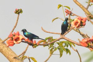 Splendid Starling