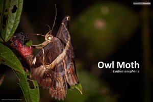 Owl Moth (Erebus esepheris), Borneo