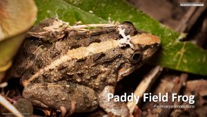 Paddy Field Frog (Fejervarya limnocharis), Borneo
