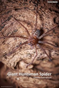 Giant Huntsman Spider (Genus Heteropoda), Borneo