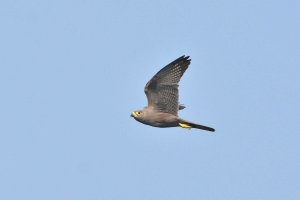 Grey Kestrel