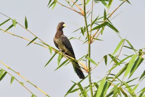 Western Plantain Eater