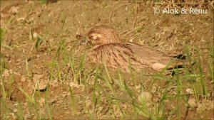 Indian Thick knee : well camouflaged : Amazing Wildlife of India by Renu Tewari and Alok Tewari