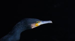 Dandruff.....Great cormorant