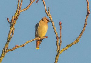 Bohemian Waxwing