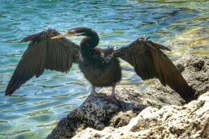 Australasian Darter