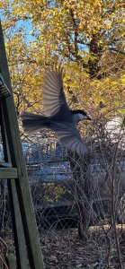 Carolina Chickadee