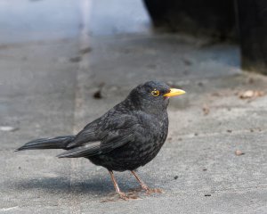 Eurasian Blackbird